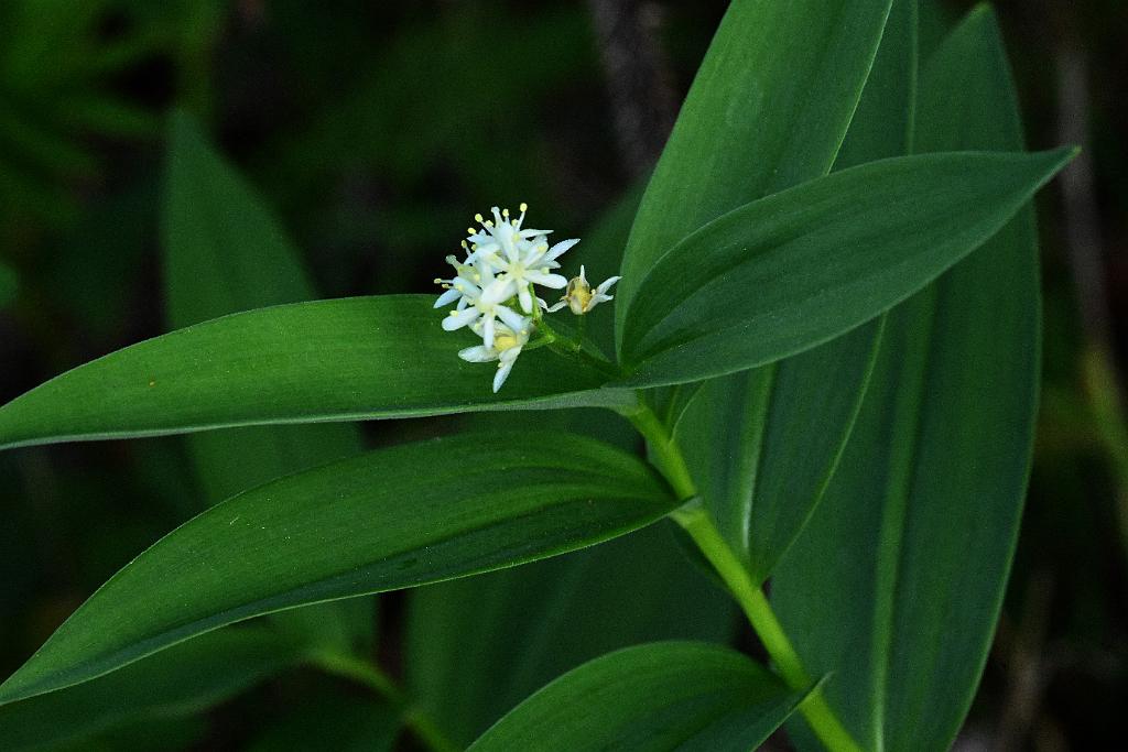 2025-05087640 Parker River NWR, MA.JPG - Starry False Solomon's-Seal. Parker River National Wildlife Refuge, MA, 5-8-2025